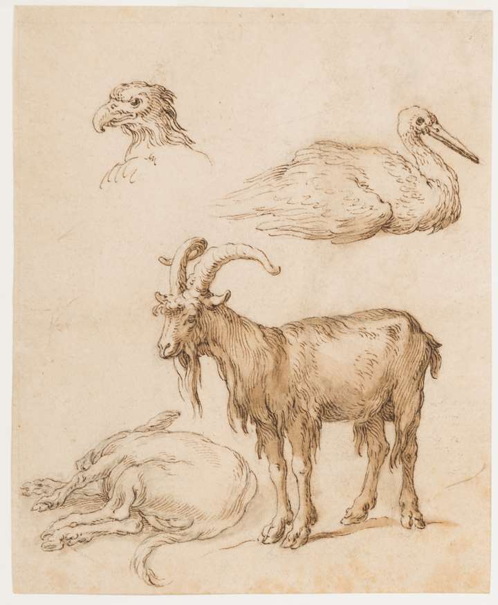 A Sheet of Animal Studies: An Eagle, a Stork, a Goat and a Donkey